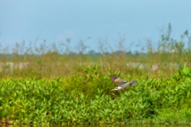 El Llanito - Barrancabermeja - Colombia