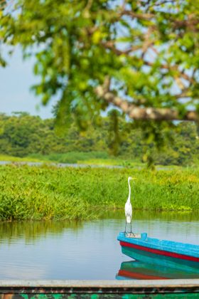 El Llanito - Barrancabermeja - Colombia