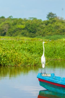 El Llanito - Barrancabermeja - Colombia