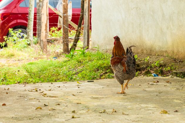 El Llanito - Barrancabermeja - Colombia